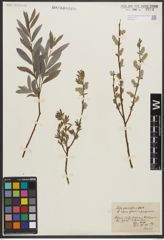 Foto von Salix purpurea L. x Salix repens L.